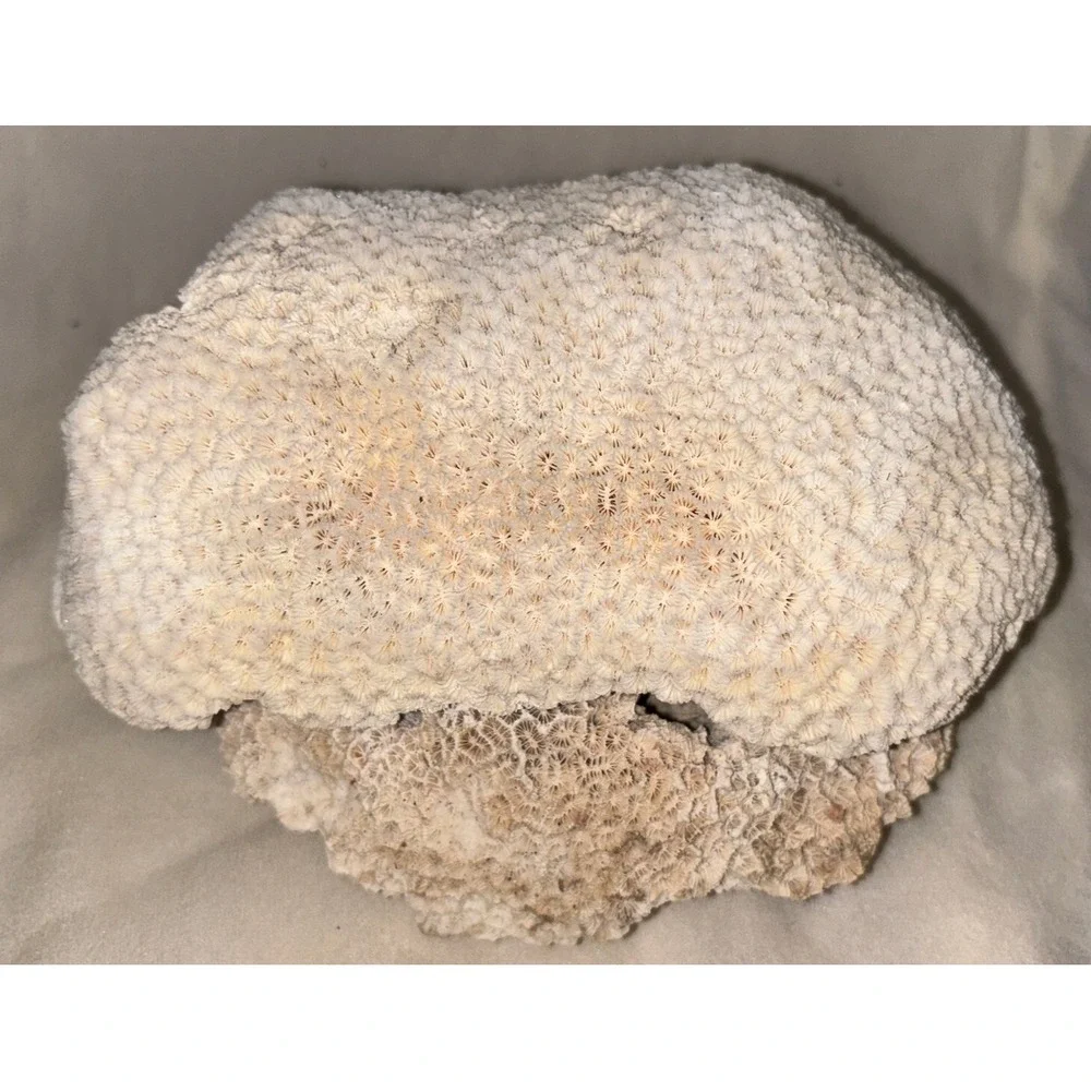 Star Brain‎ Coral Fossil Display/aquarium Decor Piece 6x7x4